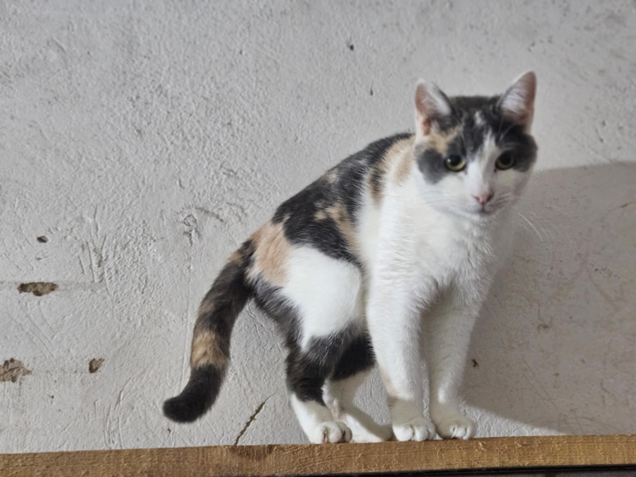 A tortoiseshell / calico cat with amber eyes is standing on a shelf