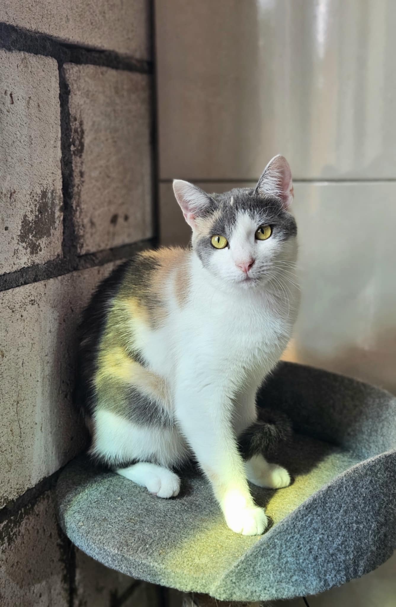 A tortoiseshell / calico cat with amber eyes is sitting next to a concrete wall and staring at the camera
