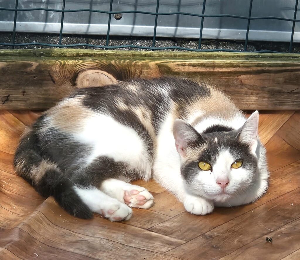 A tortoiseshell / calico cat with amber eyes is laying down and staring at the camera