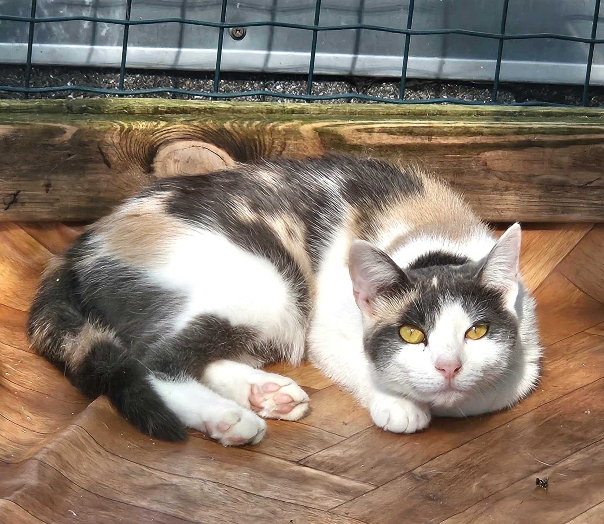 A tortoiseshell / calico cat with amber eyes is laying down and staring at the camera