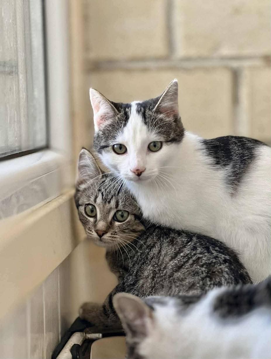 Two kittens are next to a window and looking at the camera