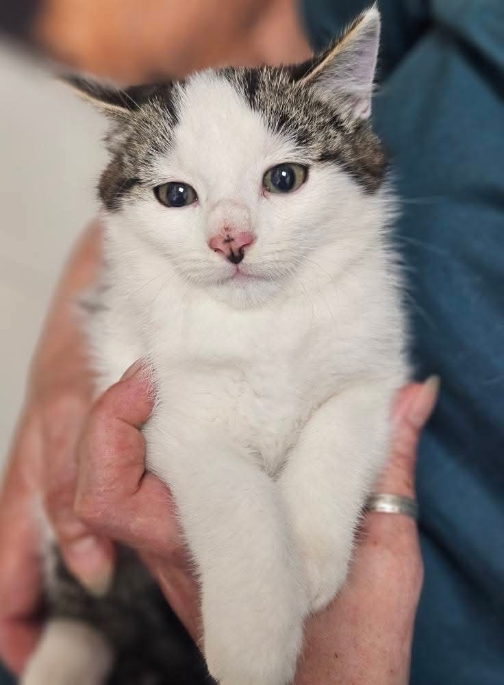 Someone is holding a kitten with gray ears and a white chest. She has a spot on her nose