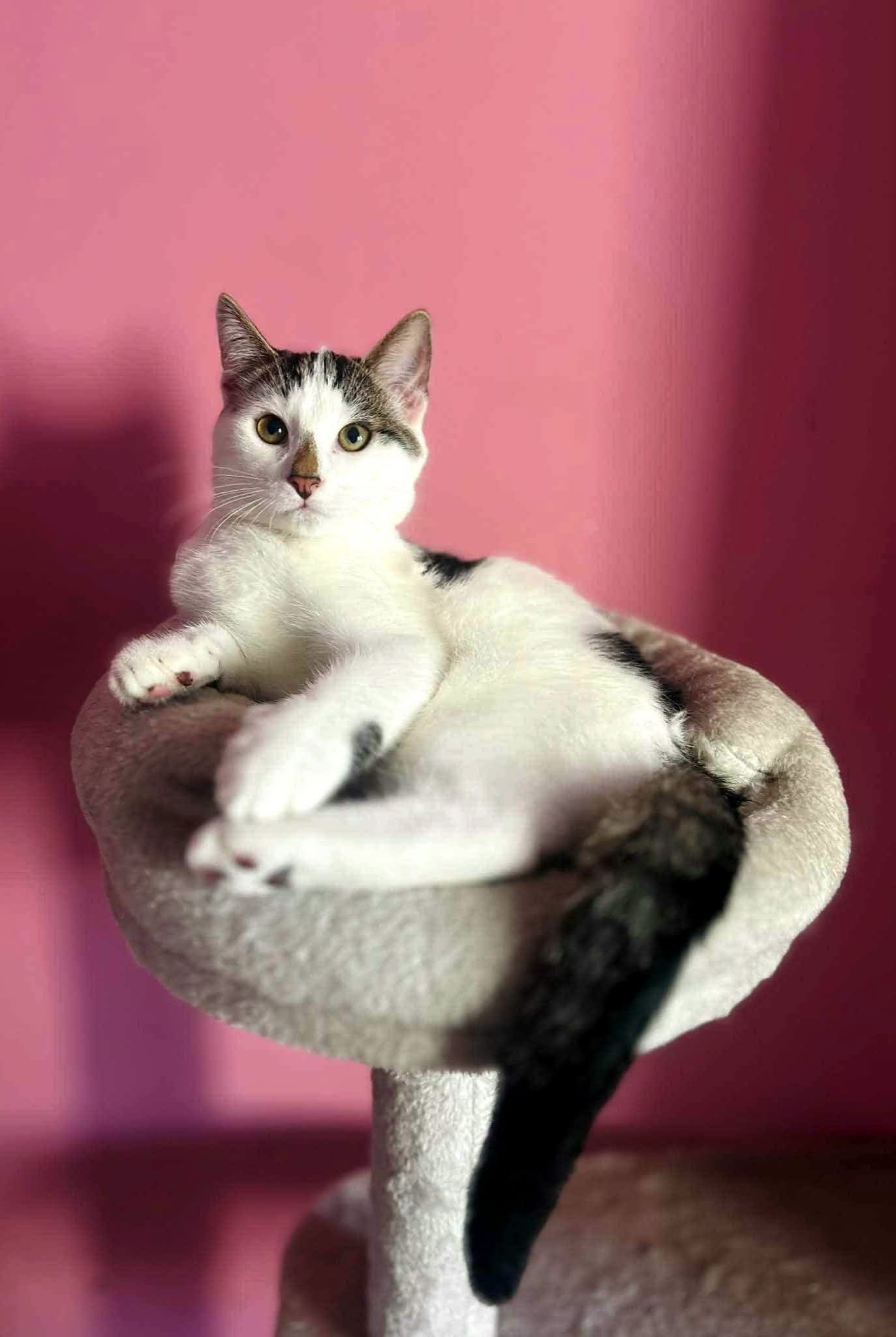 A kitten is laying in a round bed on a cat tree