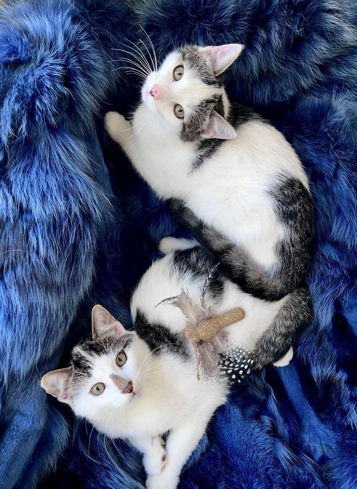 Three kittens are laying on a soft blue blanket and staring up at the camera above them