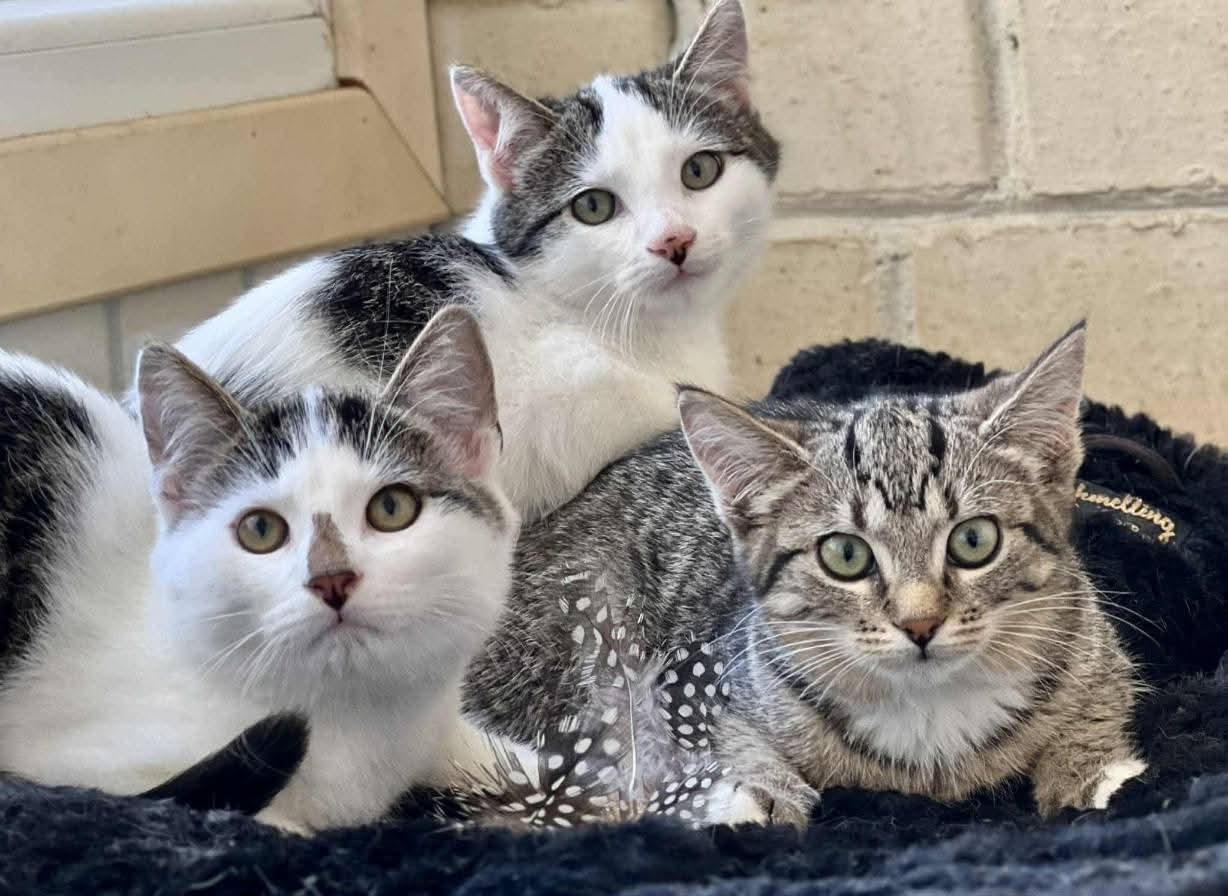Three kittens are huddled and staring at the camera