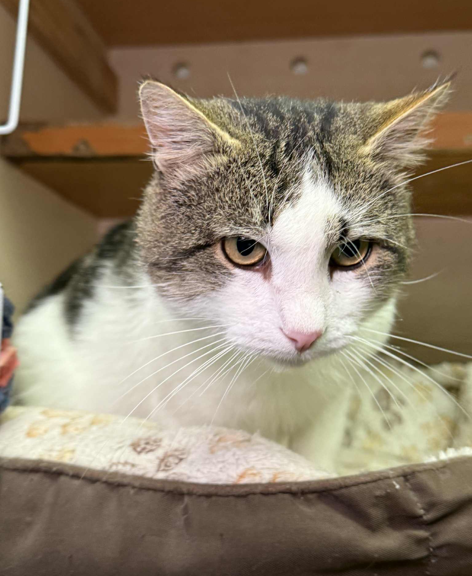 A gray and white cat is sitting in a cat bed