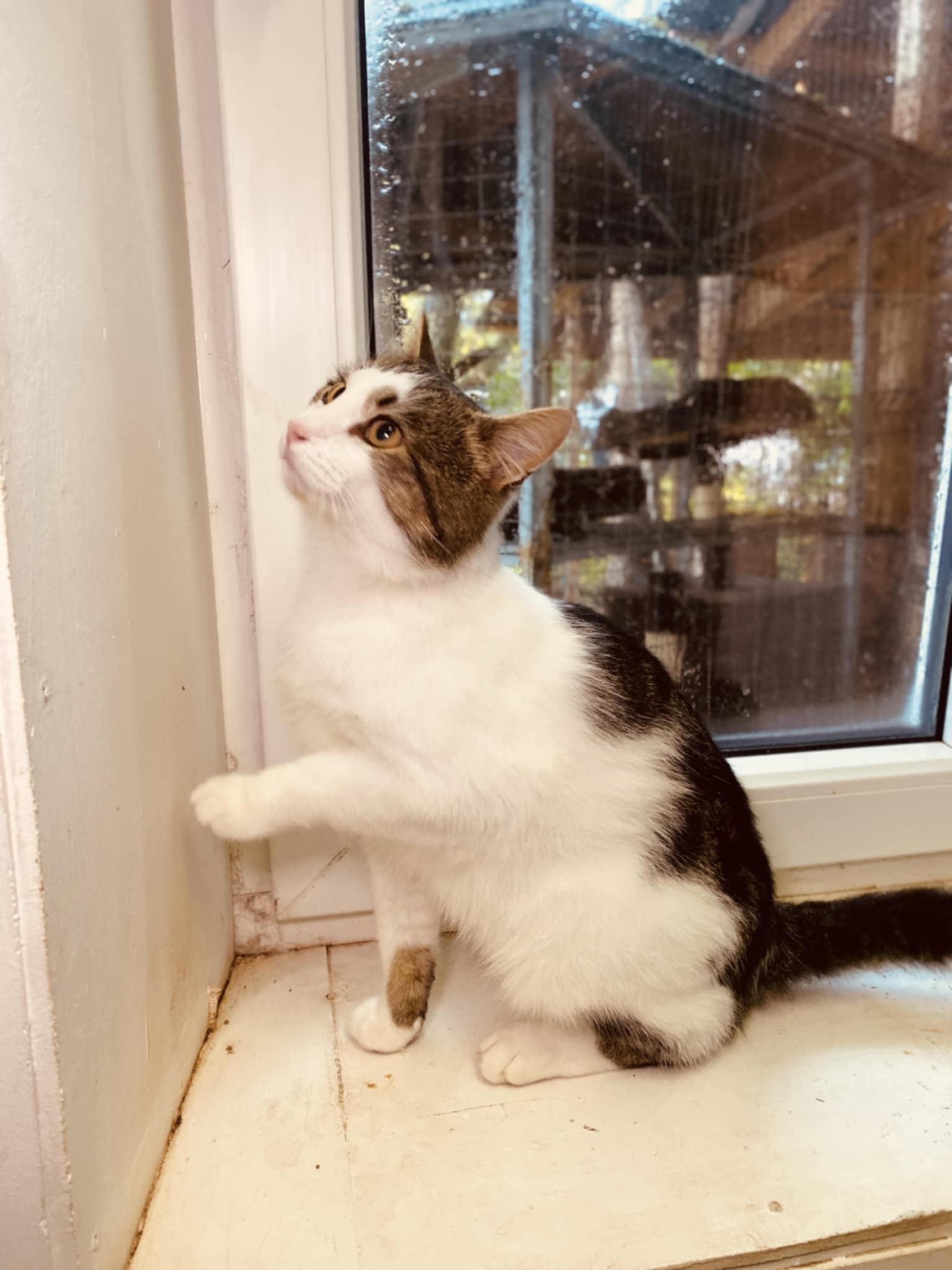 A gray and white cat is looking at something on the wall and has its arm outstretched