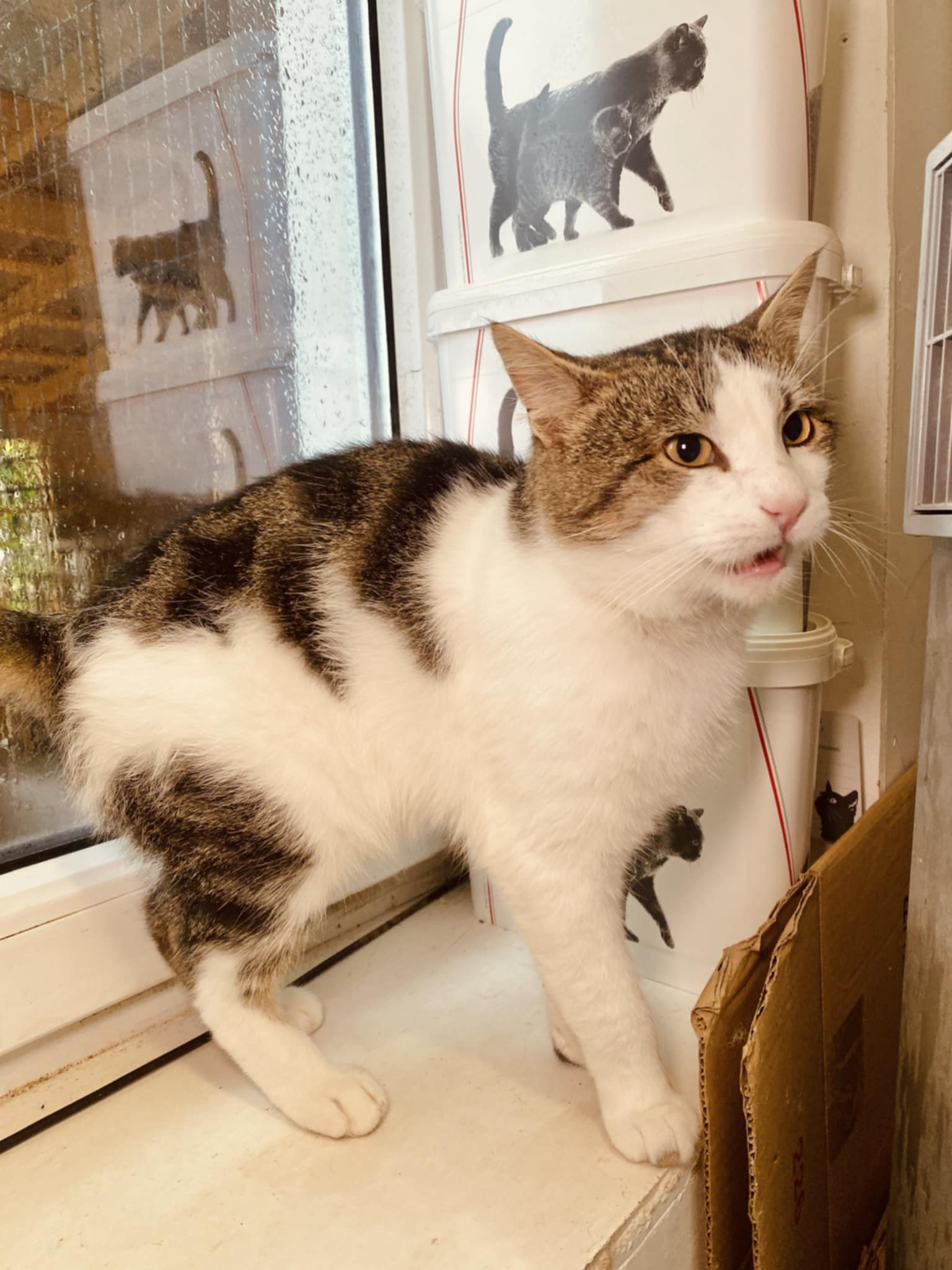 a gray and white cat is standing on a window ledge and meowing