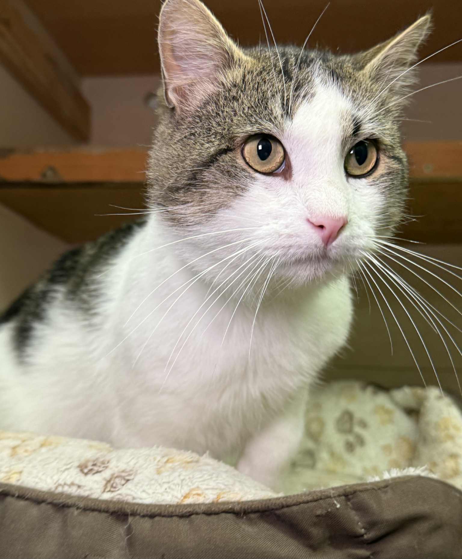 A gray and white cat is sitting in a cat bed