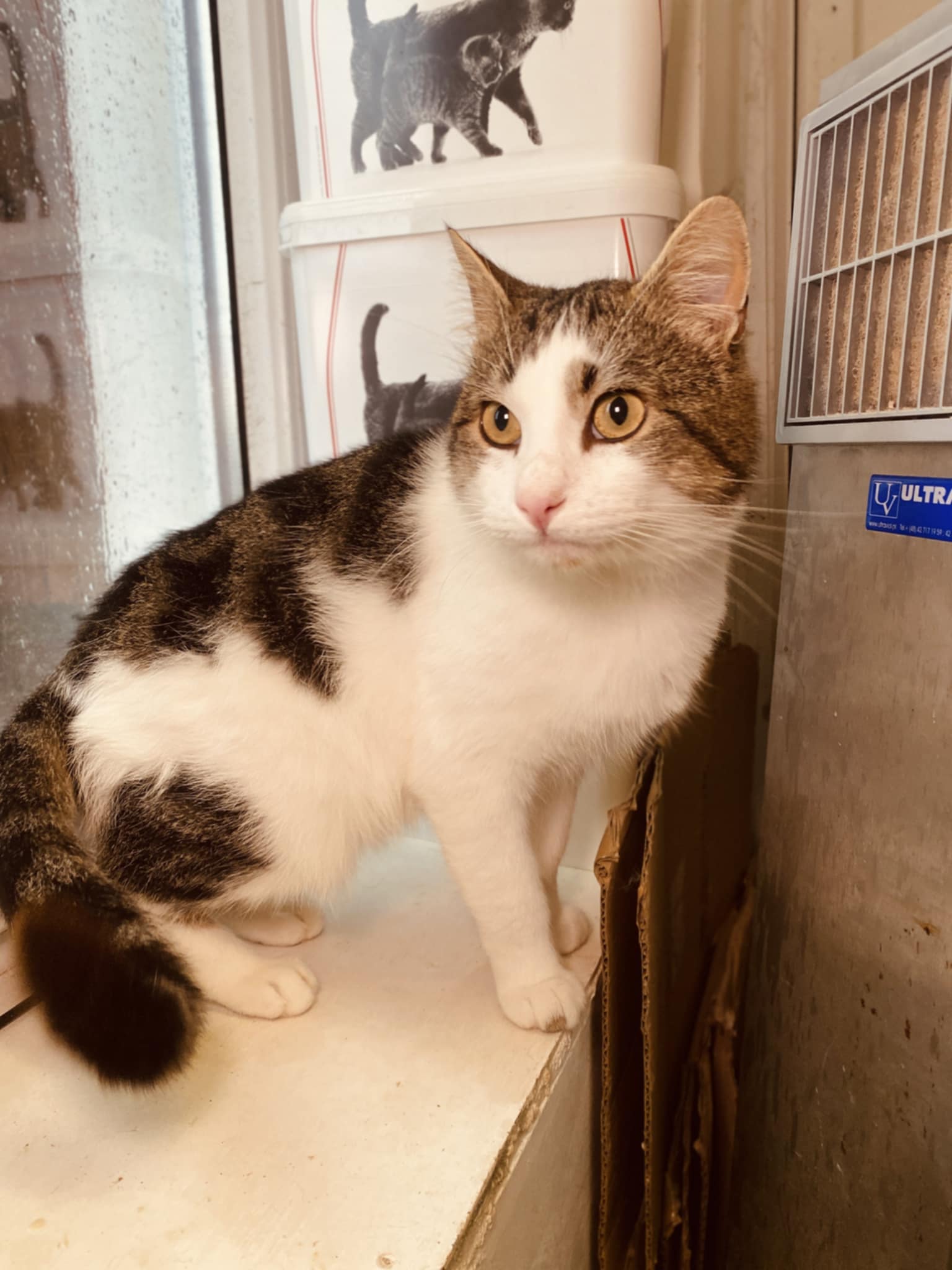 A gray and white cat is standing on a ledge
