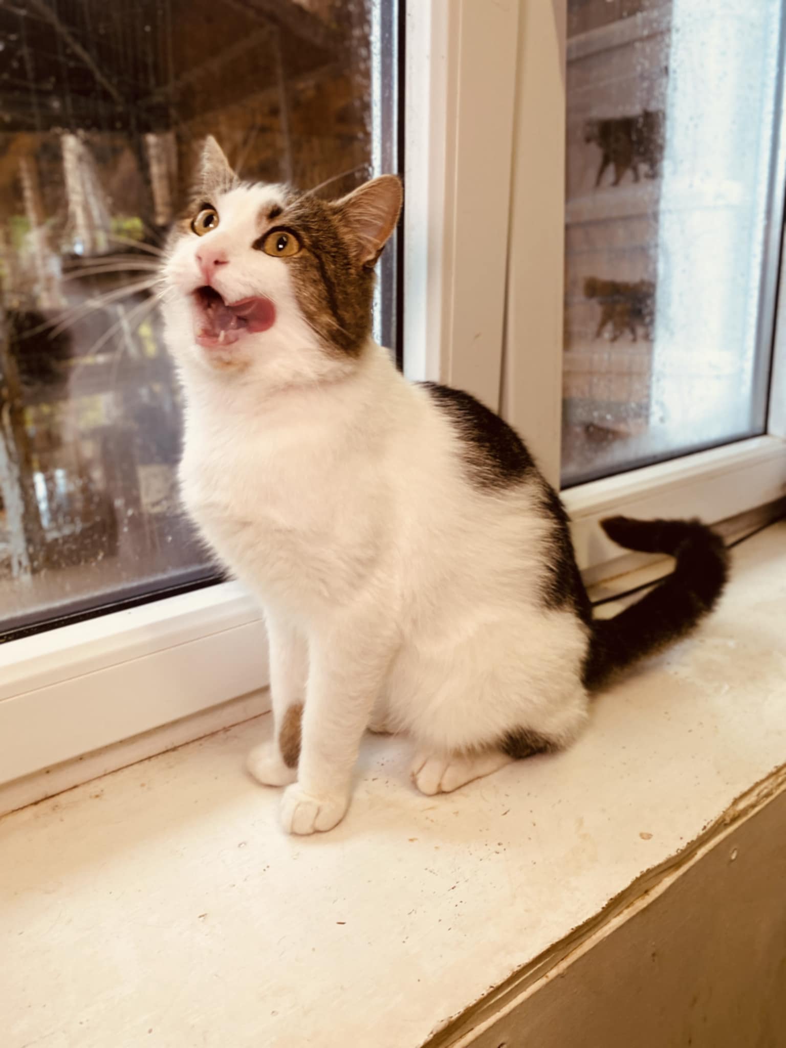 A gray and white cat is sitting next to a window and licking his lips