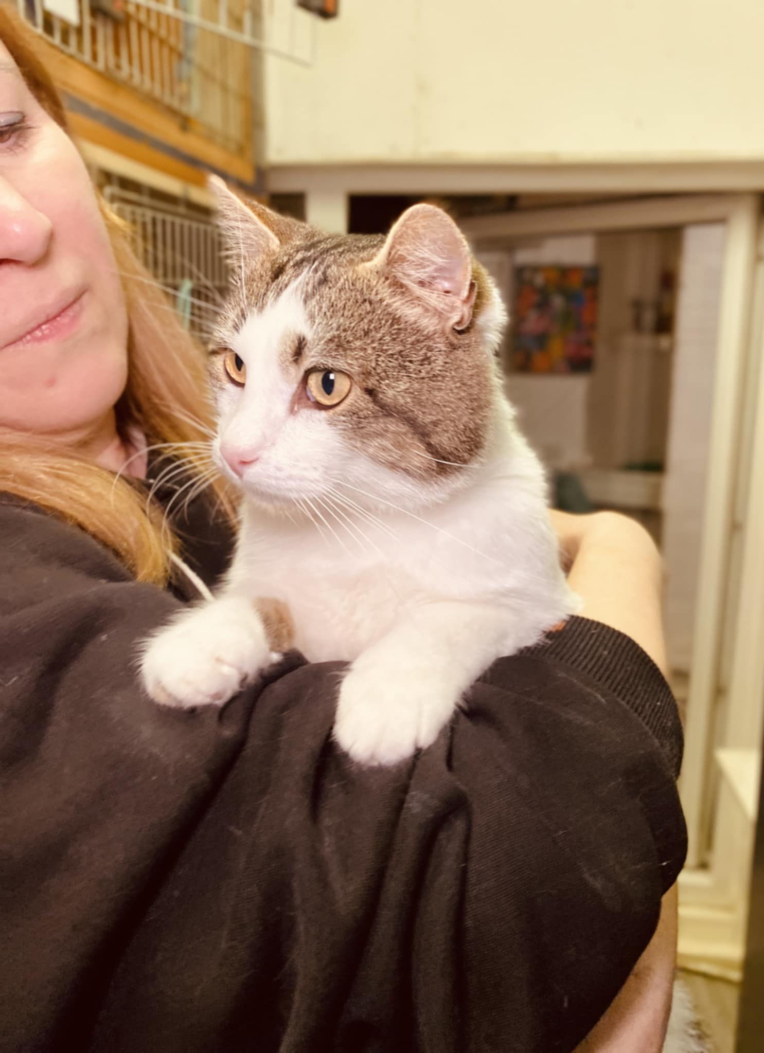Someone is holding a gray and white cat on their shoulder