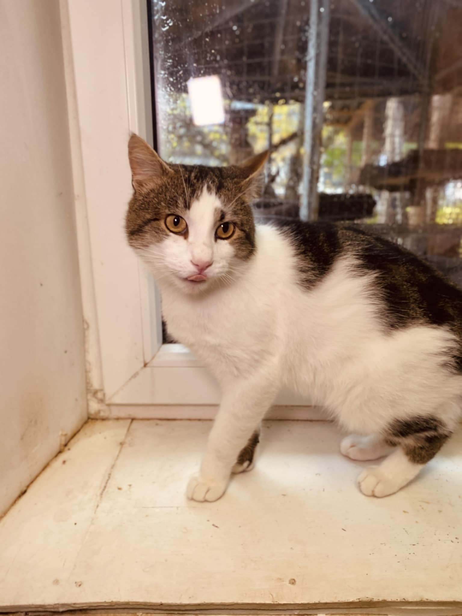A gray and white cat is sitting next to a window