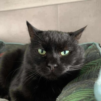 A black cat with emerald eyes is laying down and looking at the camera