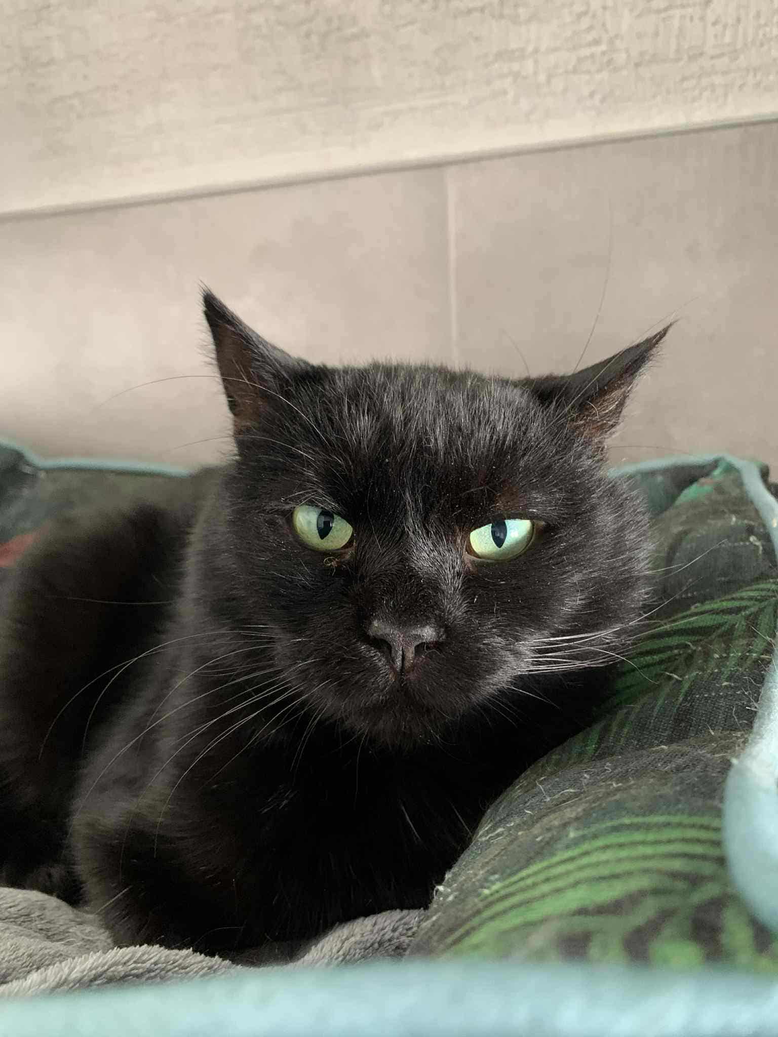 A black cat with emerald eyes is laying down and looking at the camera