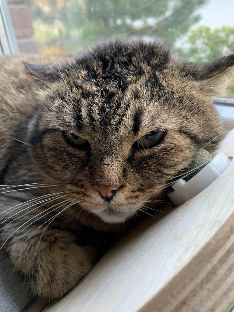 A giant gray tabby cat is slow blinking after being woken up from a nap