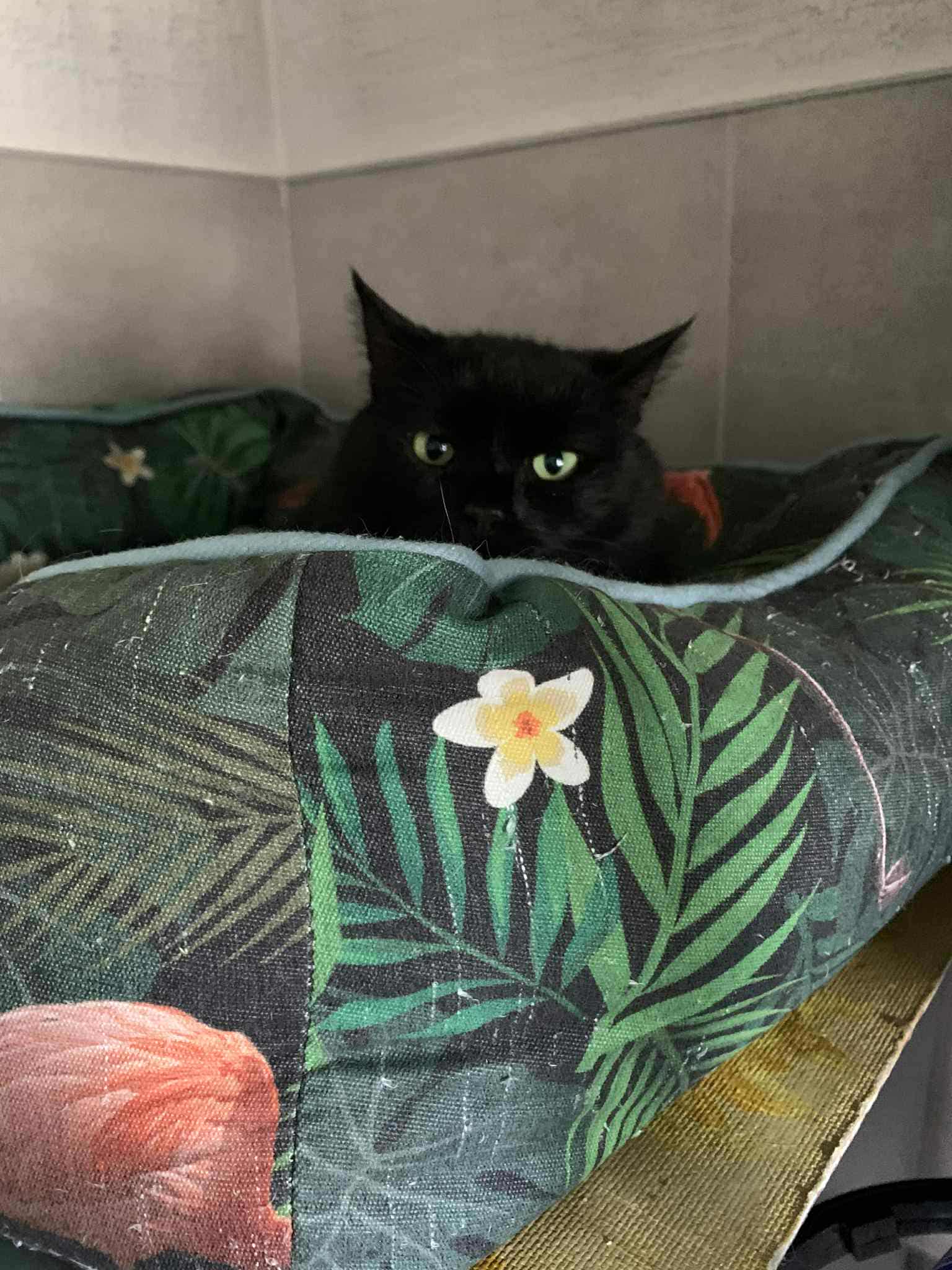 A black cat with emerald eyes is laying down and looking at the camera