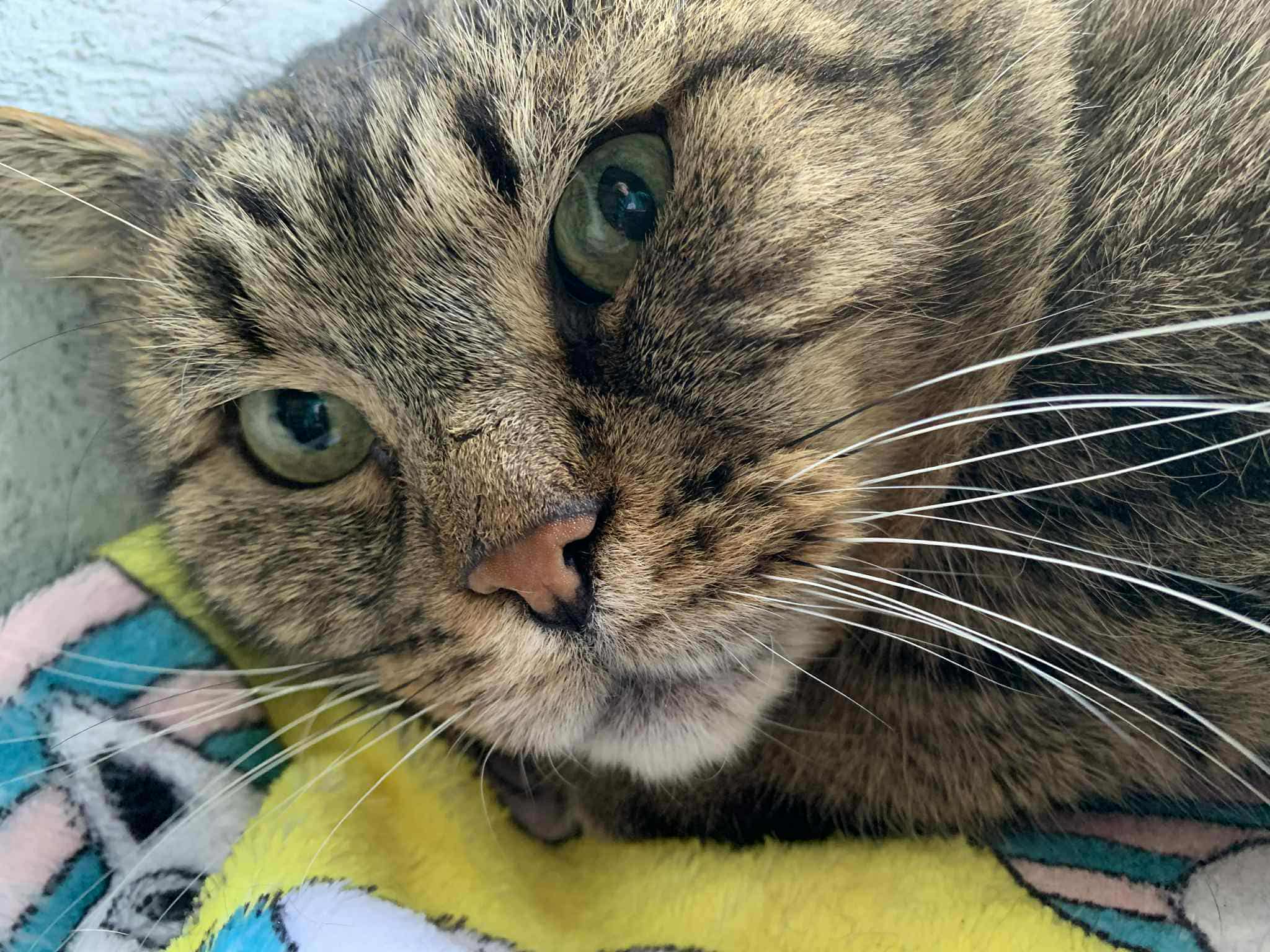 a gray cat is side-eying the camera