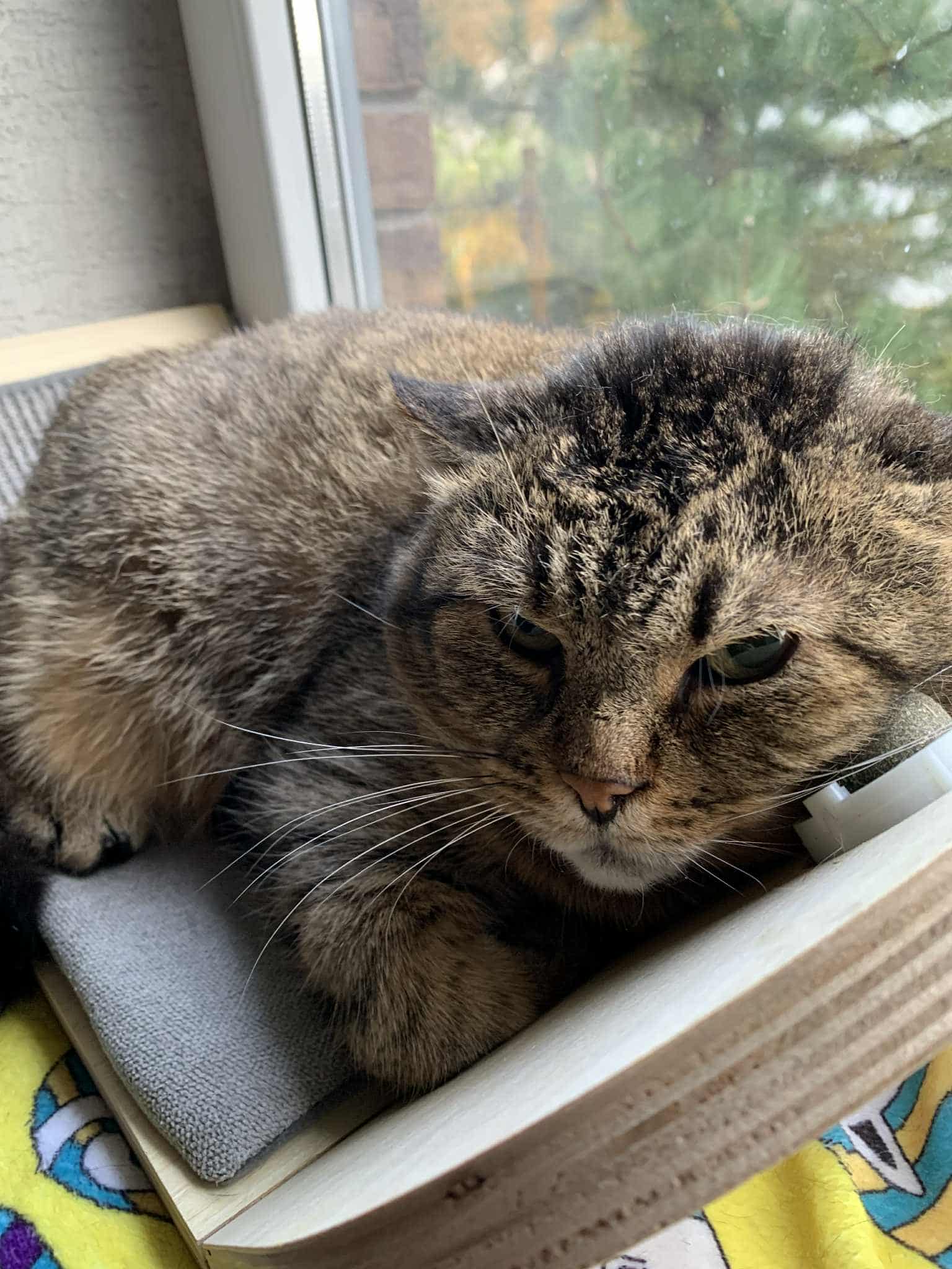 A giant potato-shaped gray tabby cat is lounging next to a window