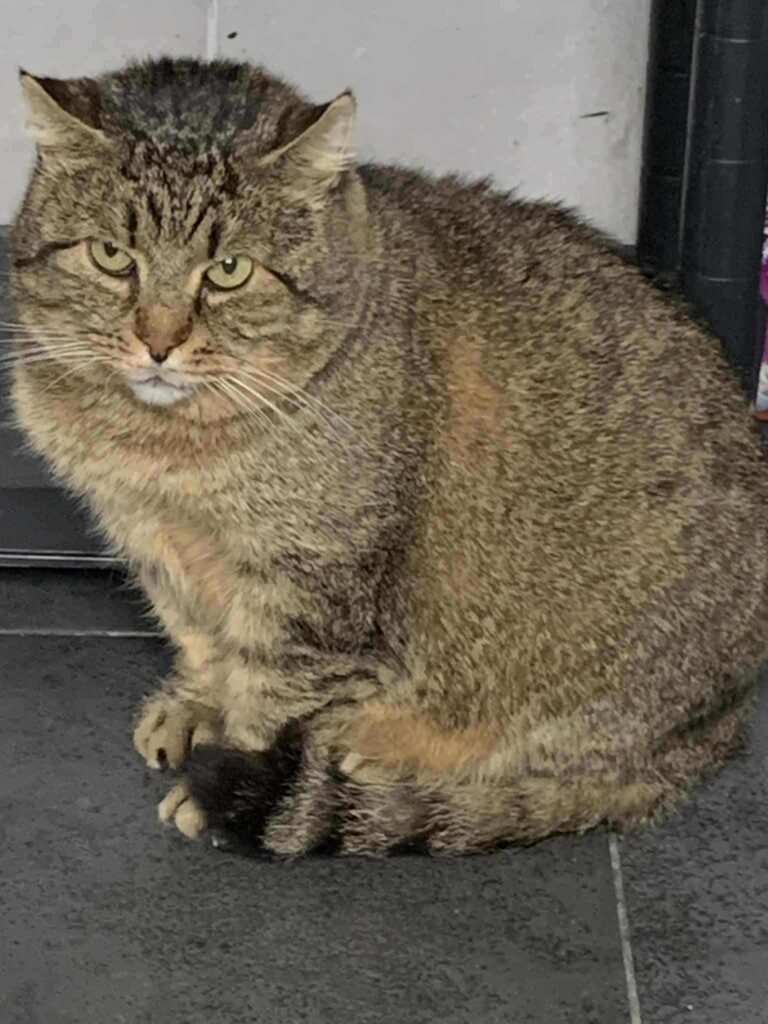 a huge gray brown tabby cat is sitting on the floor and judging you