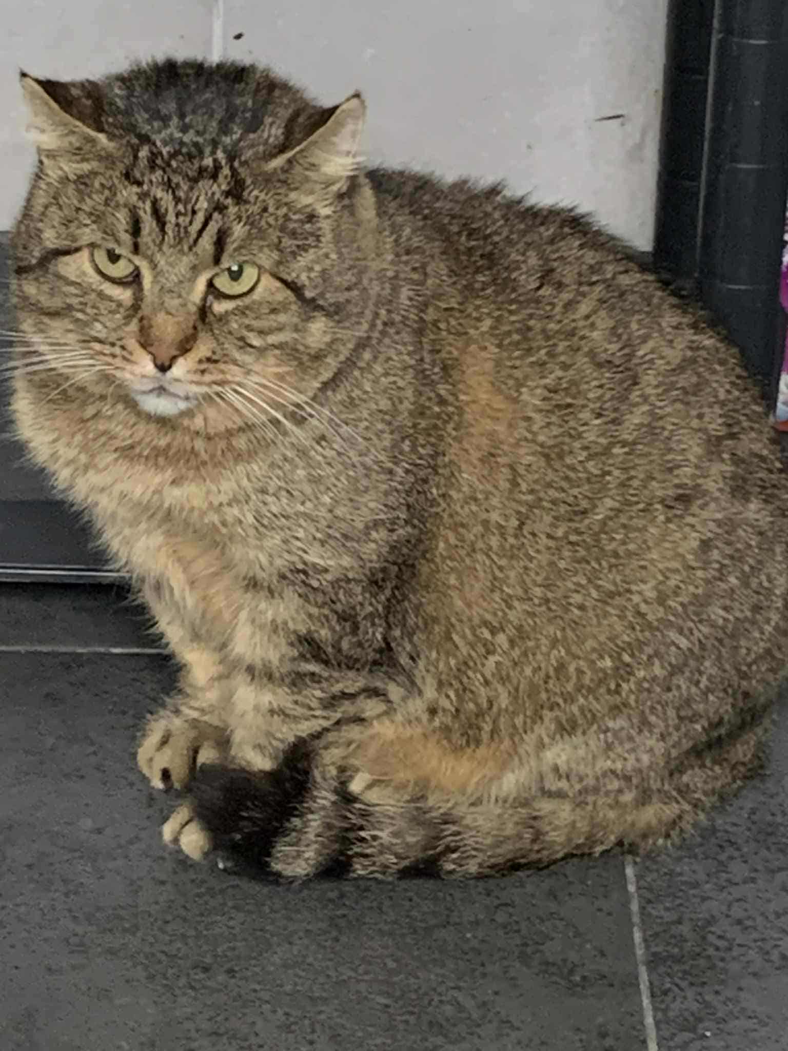 a huge gray brown tabby cat is sitting on the floor and judging you