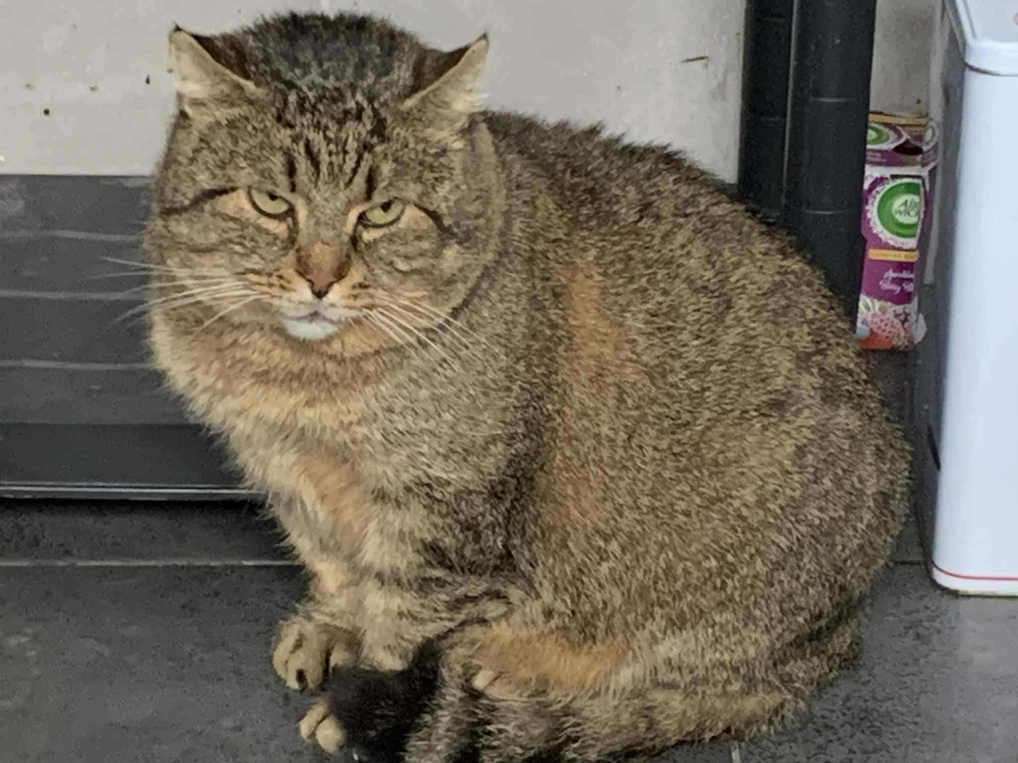 A giant gray tabby cat has had enough of your nonsense, bro. The cat looks frustrated.