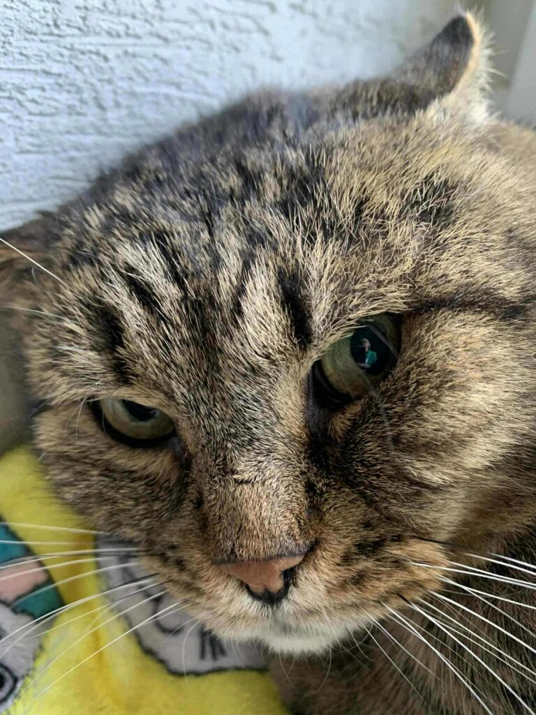 a gray cat is side-eying the camera