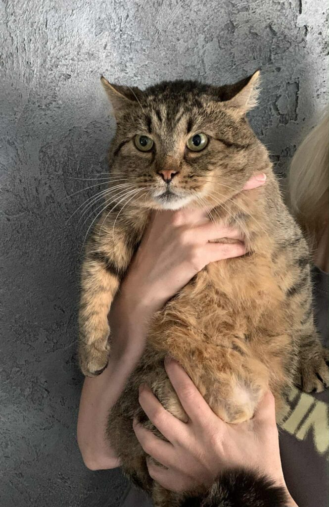 A person is holding a giant potato-shaped tabby cat