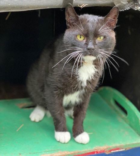 A tuxedo cat is sitting on the floor and looking at the camera