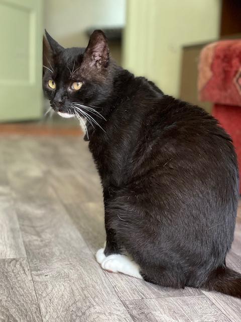 A tuxedo cat is sitting on the floor and looking behind him
