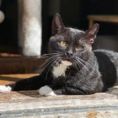 A tuxedo cat is laying on the ground in the sun and looking at the camera