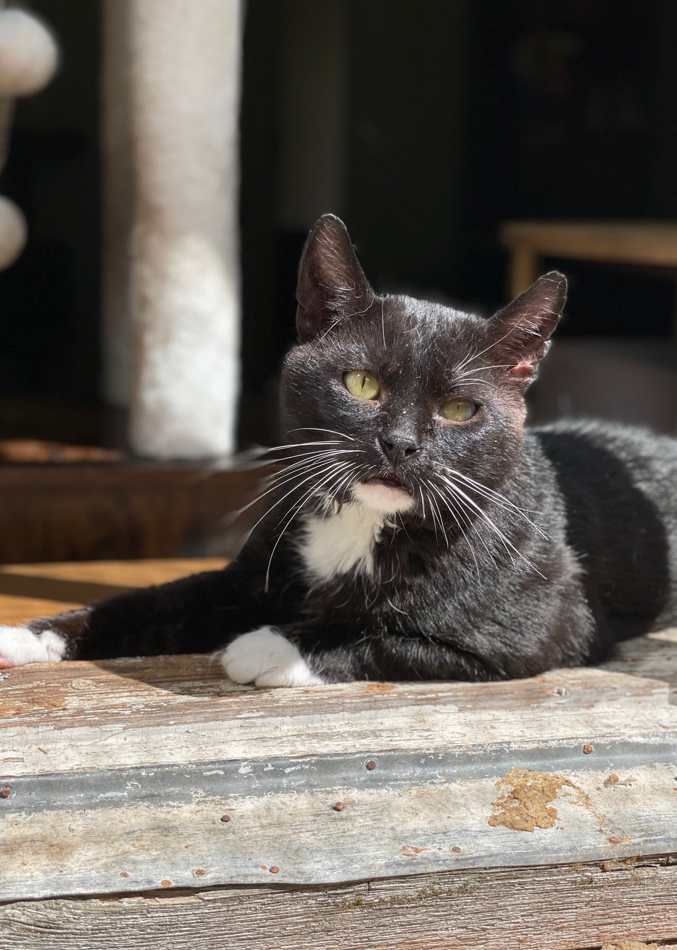 A tuxedo cat is laying on the ground in the sun and looking at the camera