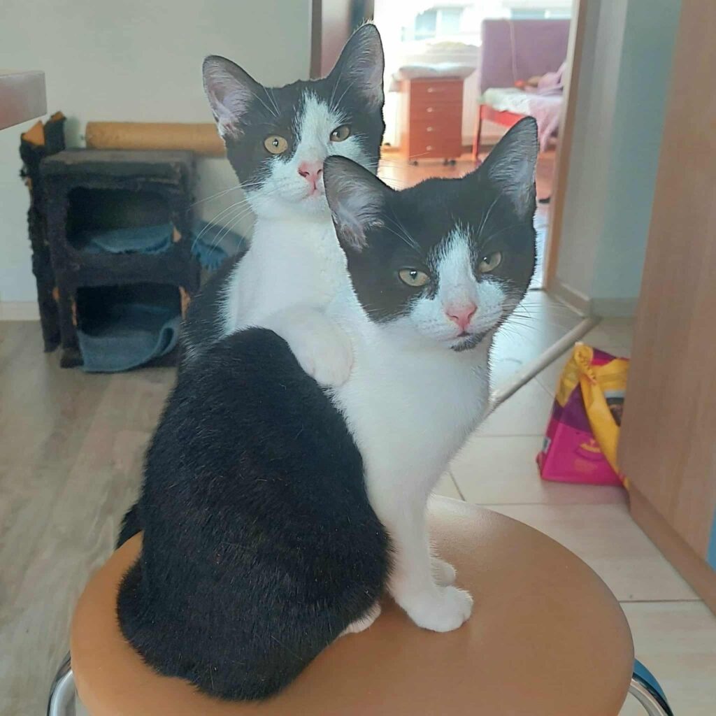 Two black and white kittens are sitting on a chair and looking at the camera