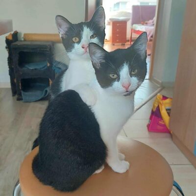 Two black and white kittens are sitting on a chair and looking at the camera