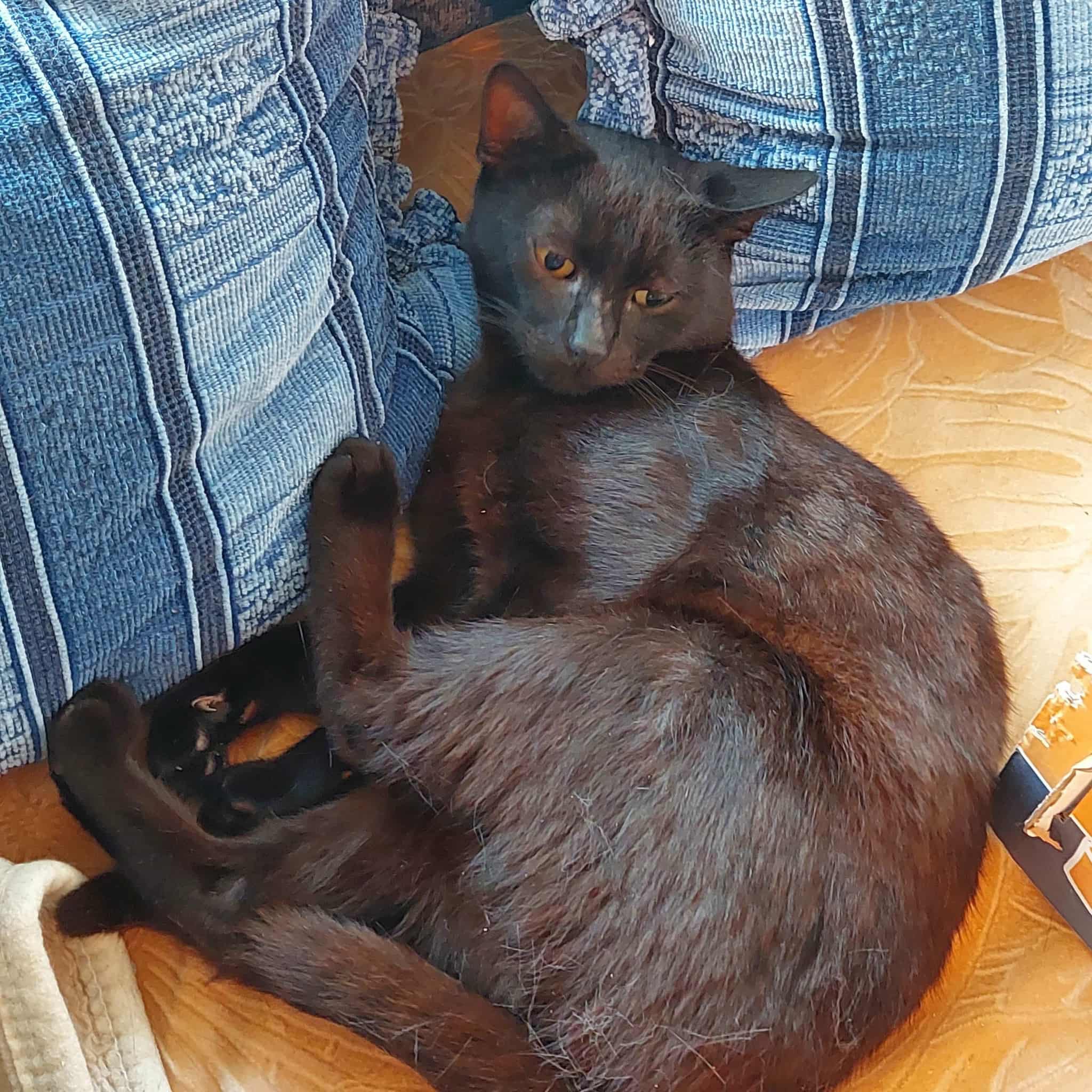 A sleek black cat is curled up on a chair