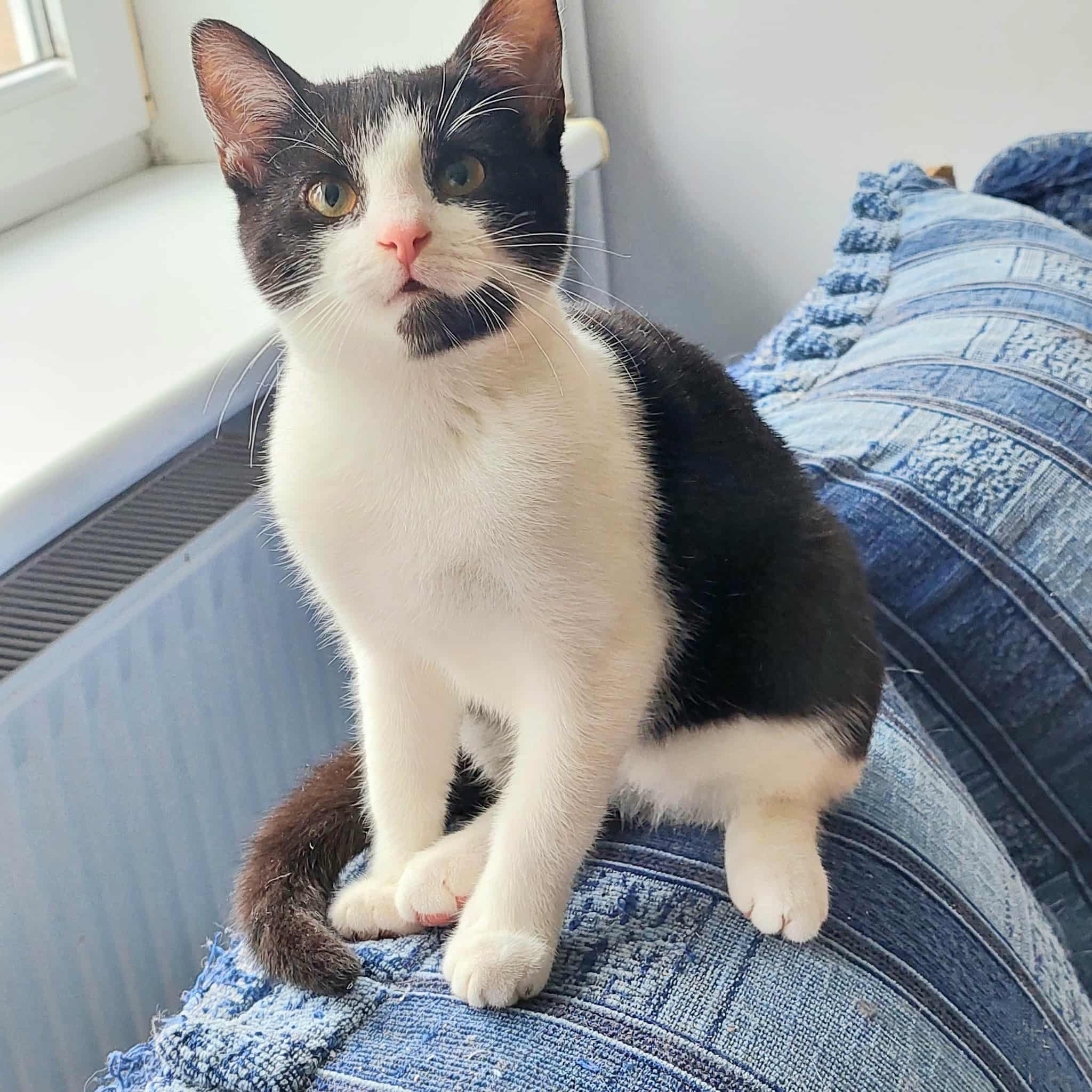 A black and white kitten is sitting on a sofa and staring up