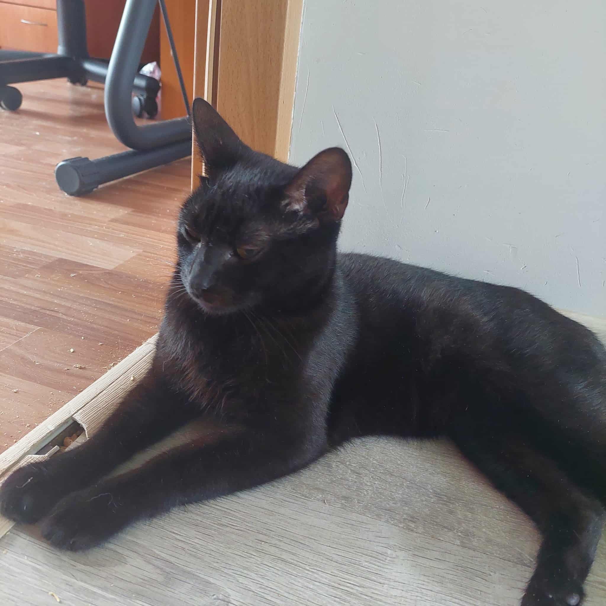 A sleek black cat is sitting on a table