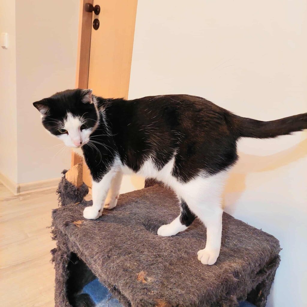 A black and white cat is standing on a fuzzy box