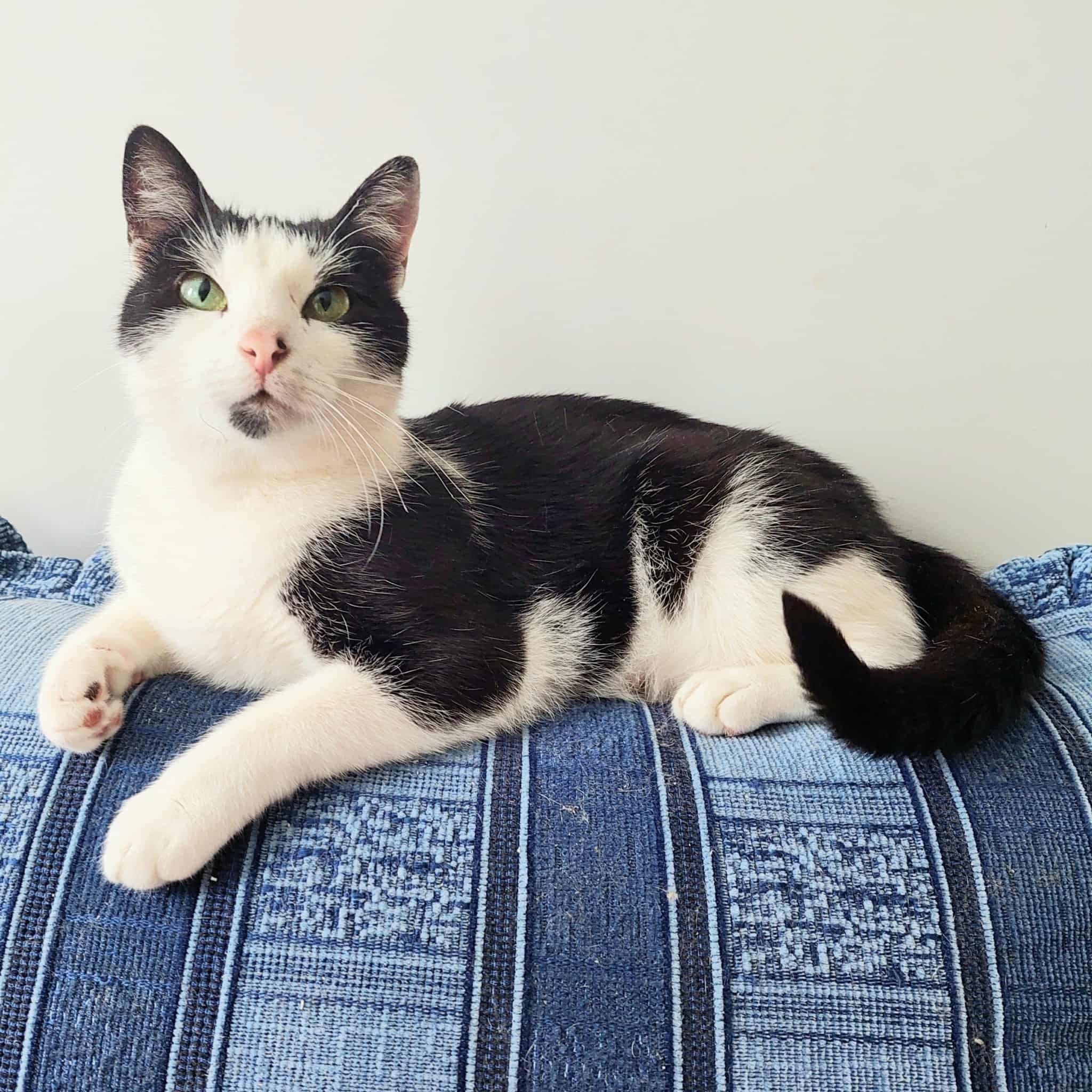 A black and white cat is sitting on a denim blanket and looking up