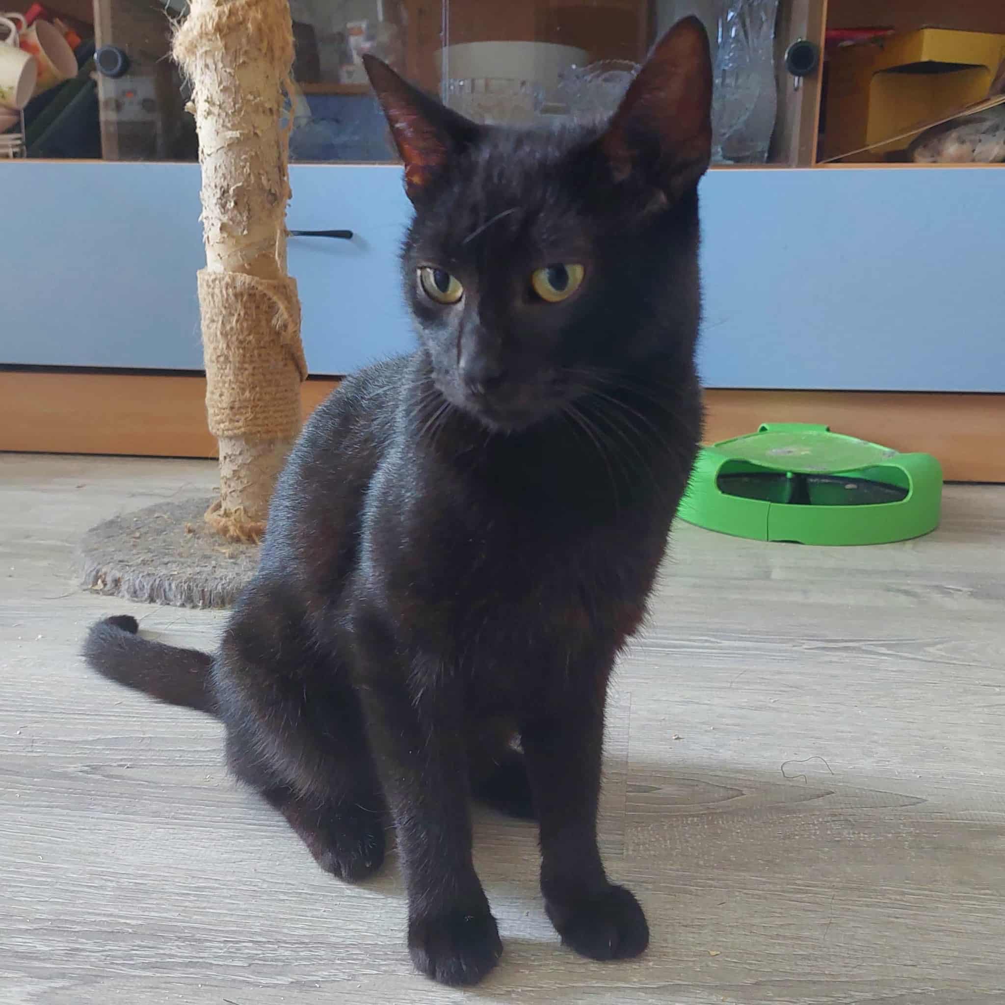A sleek black cat is sitting on a wooden floor