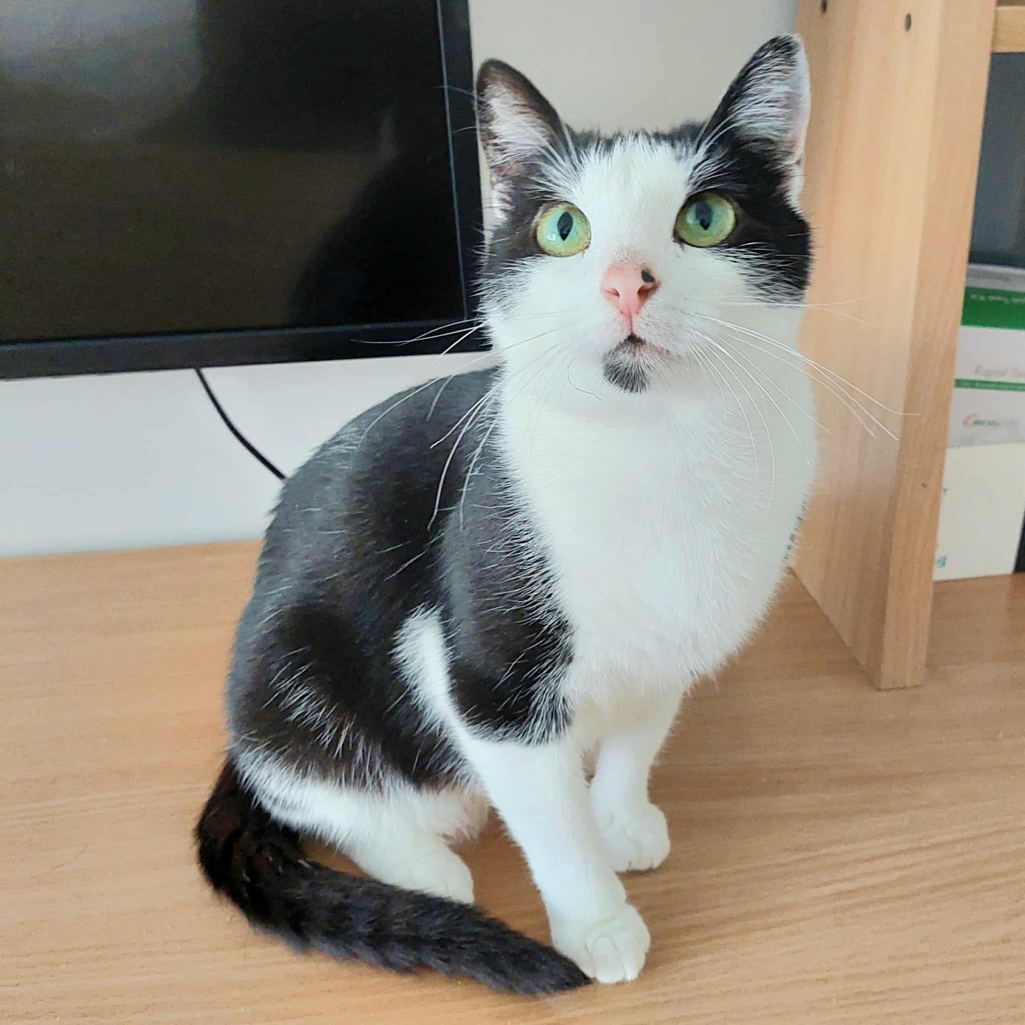 A black and white cat is sitting on a wooden floor and looking up. Her eyes are green