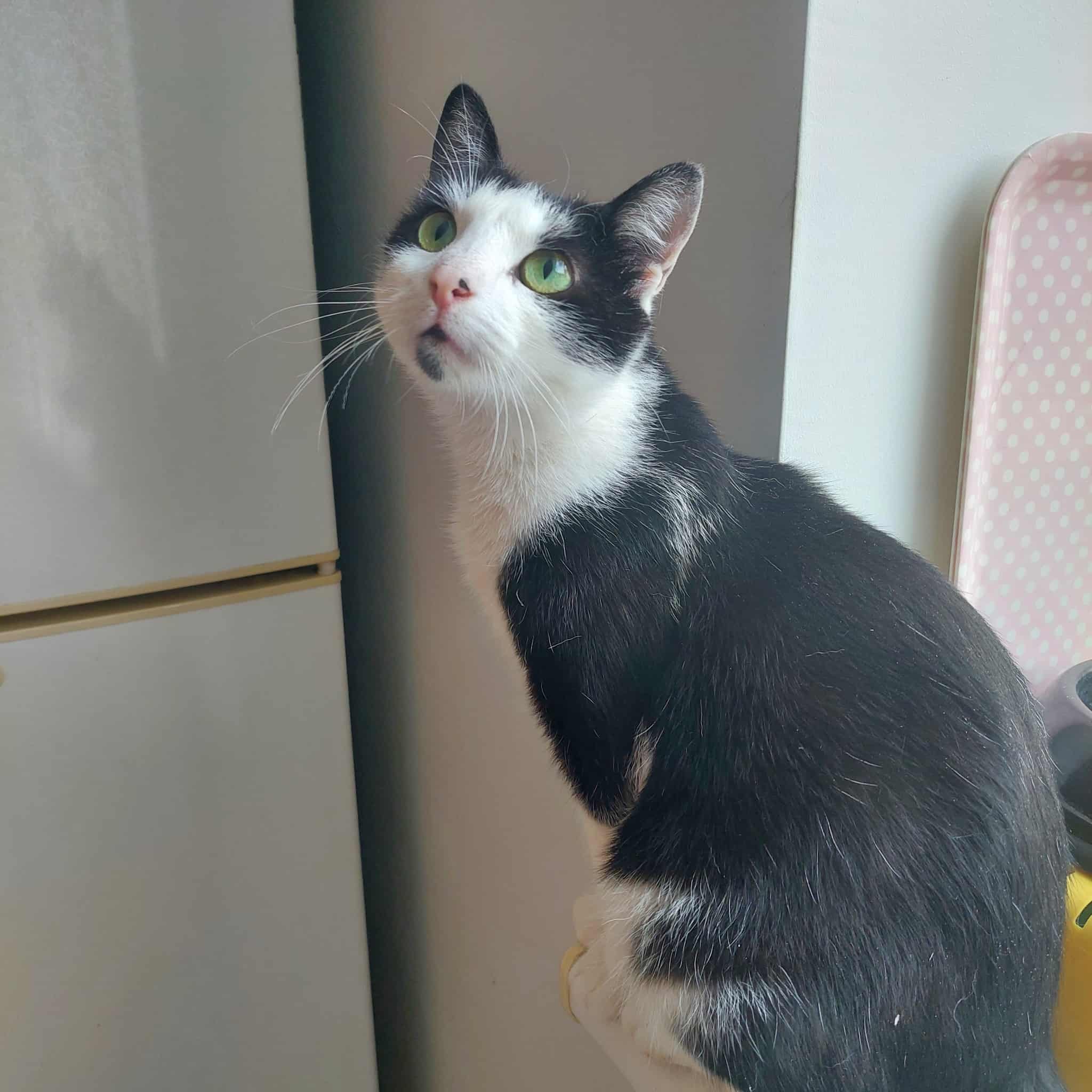 a black and white cat is sitting on a shelf and looking up