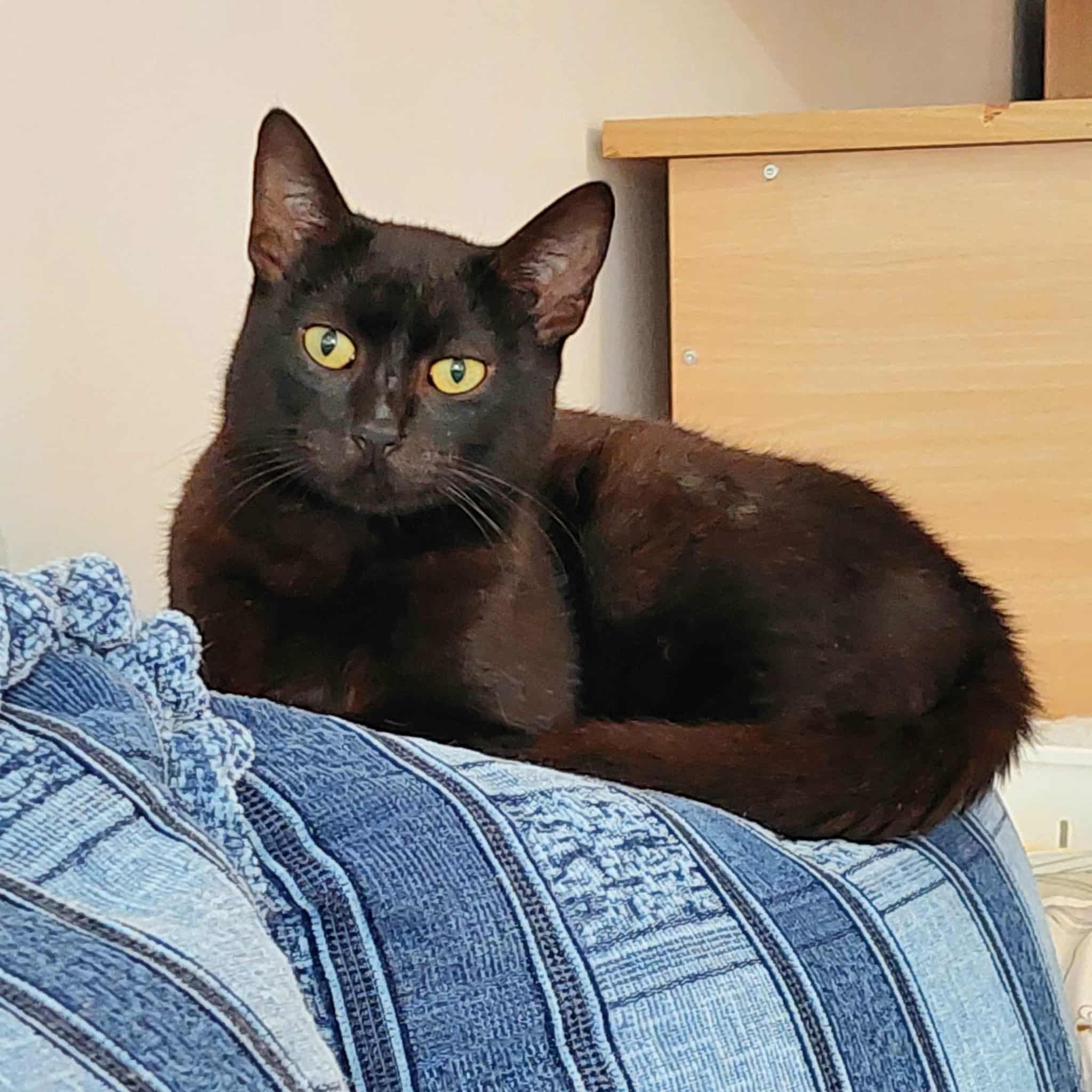 A sleek black cat is sitting on a jean blanket