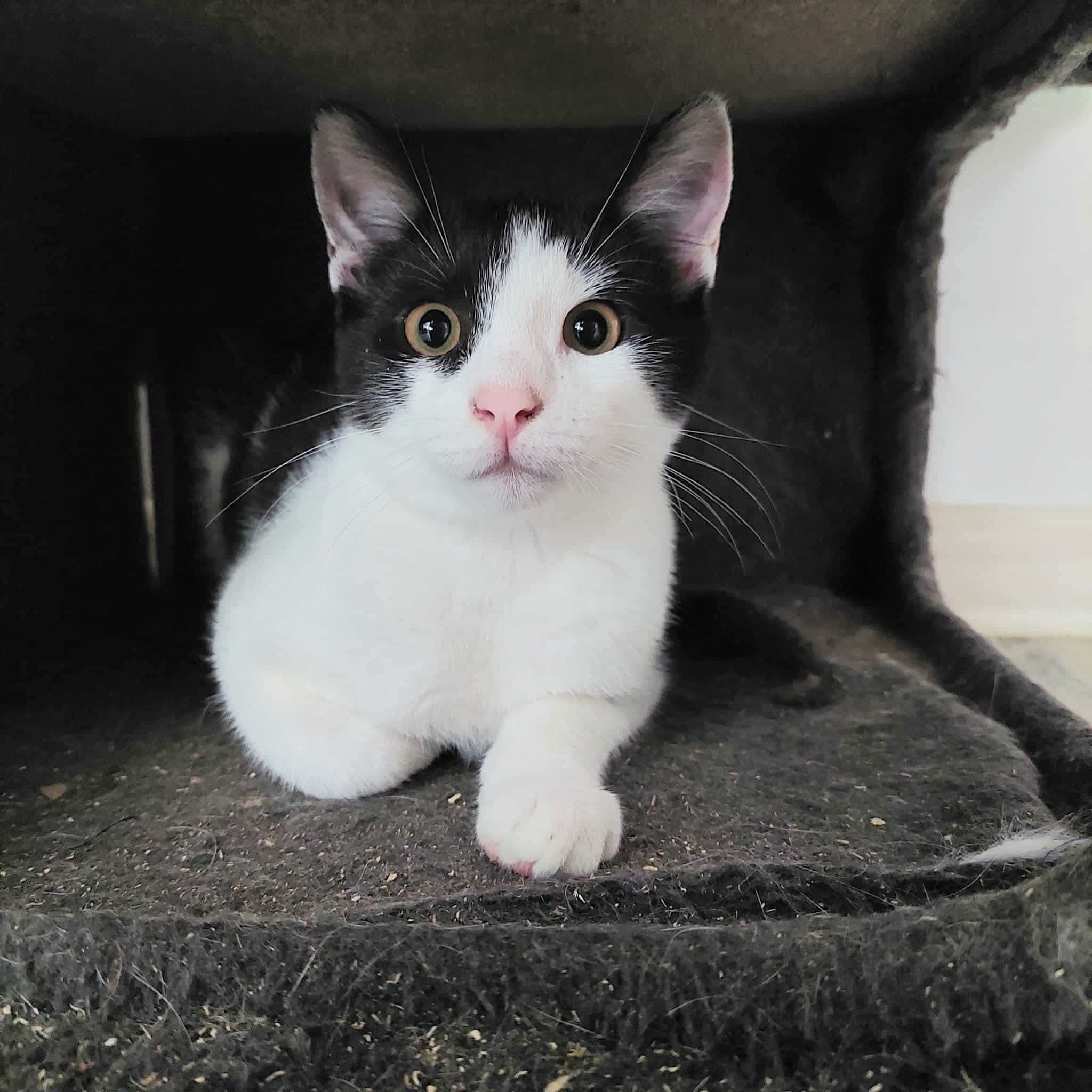 A black and white kitten is sitting in a cat box