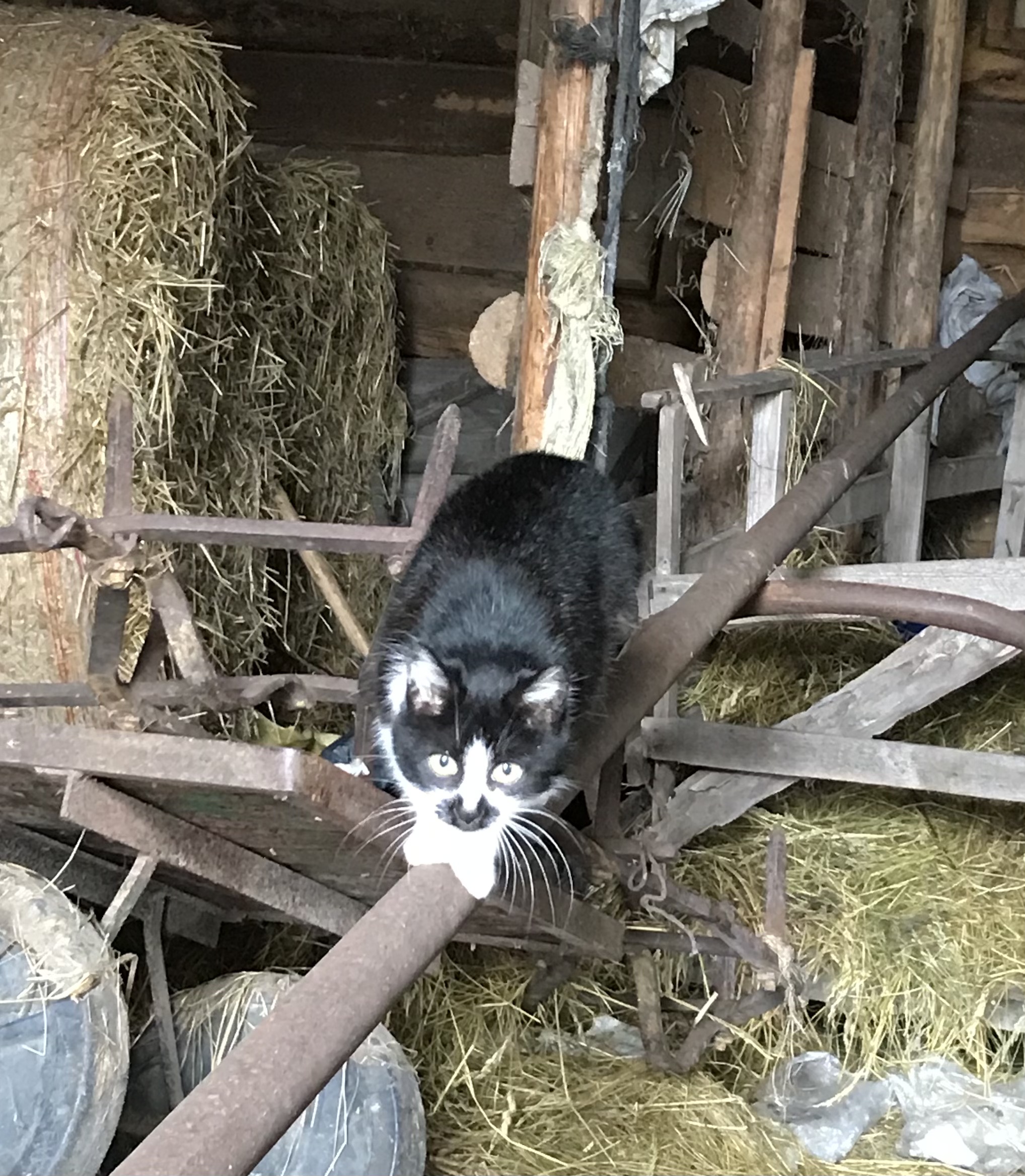 A black and white cat is in a barn and walking down a piece of wood
