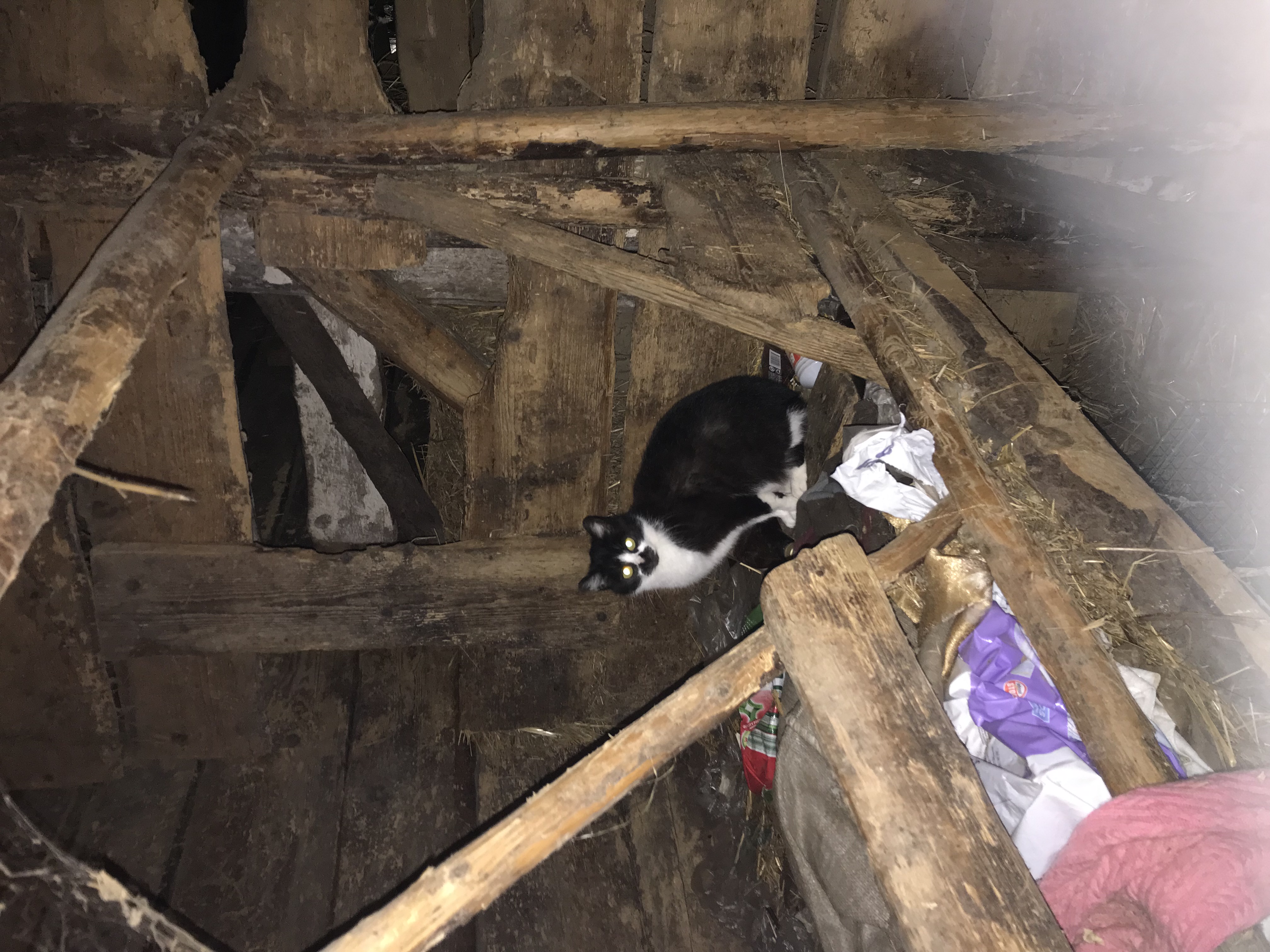 A black and white cat is in a dilapidated barn