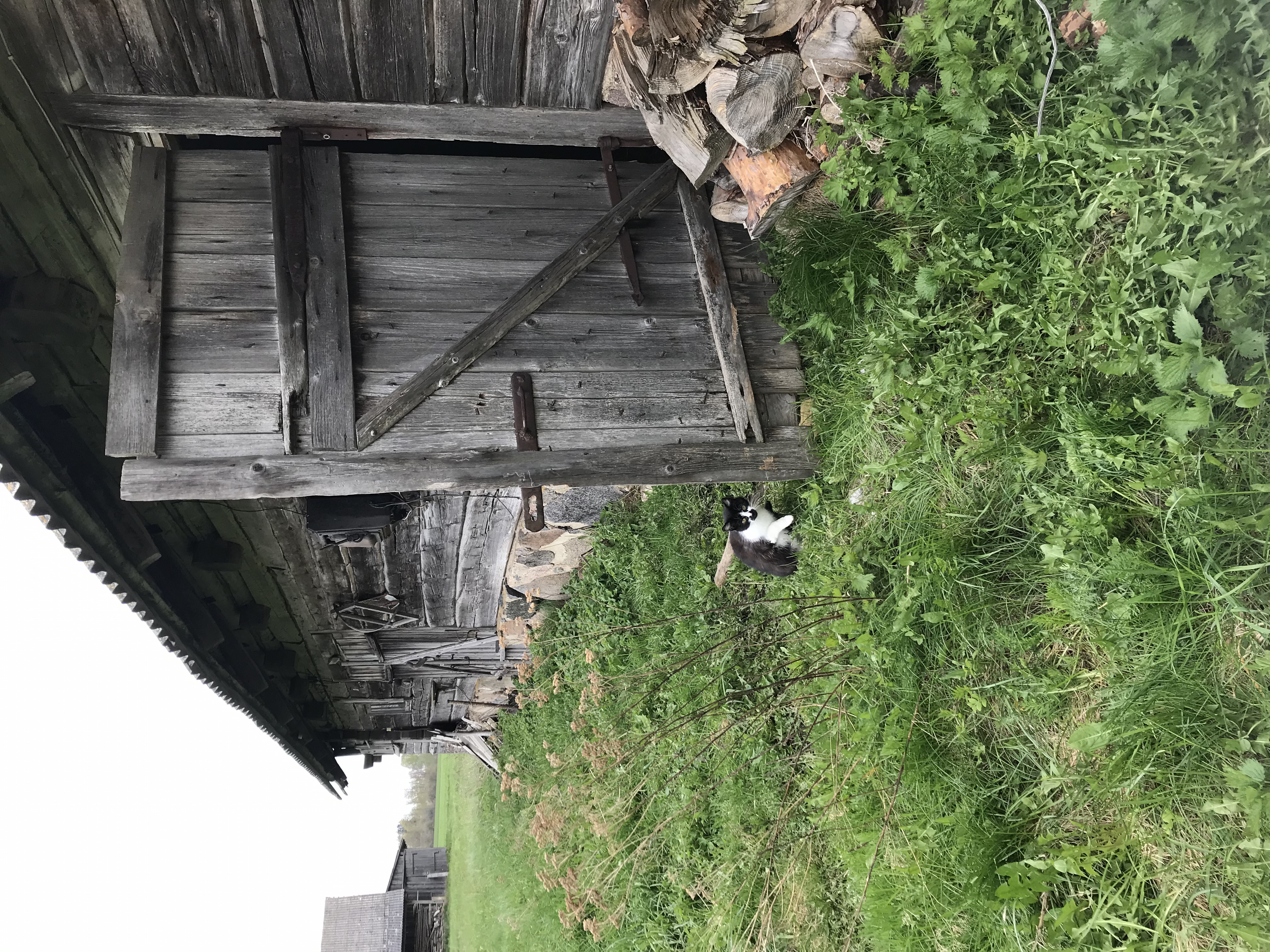 A black and white cat is standing in the grass next to a crumbling barn