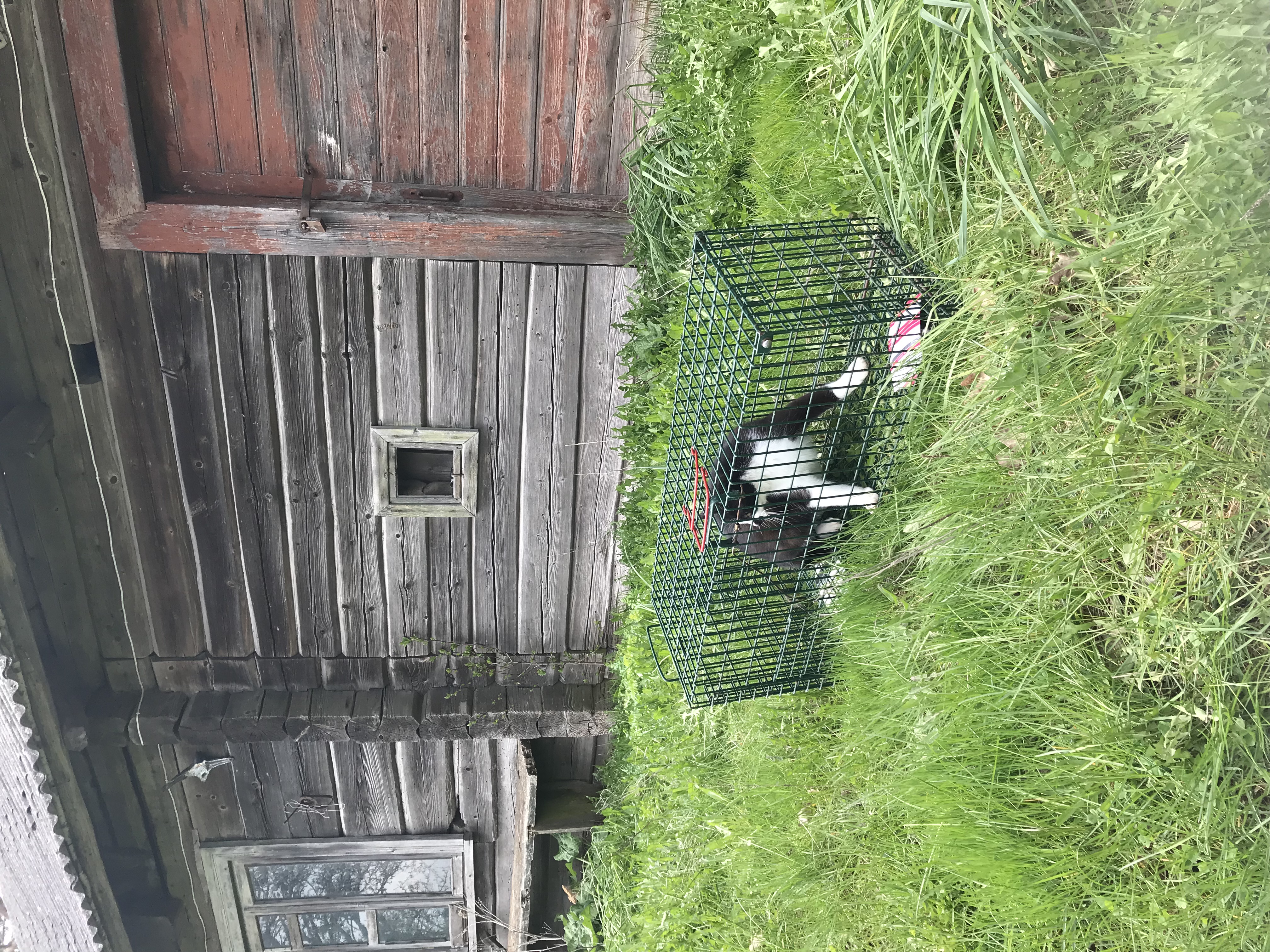 A black and white cat is in a cat trap outside a barn