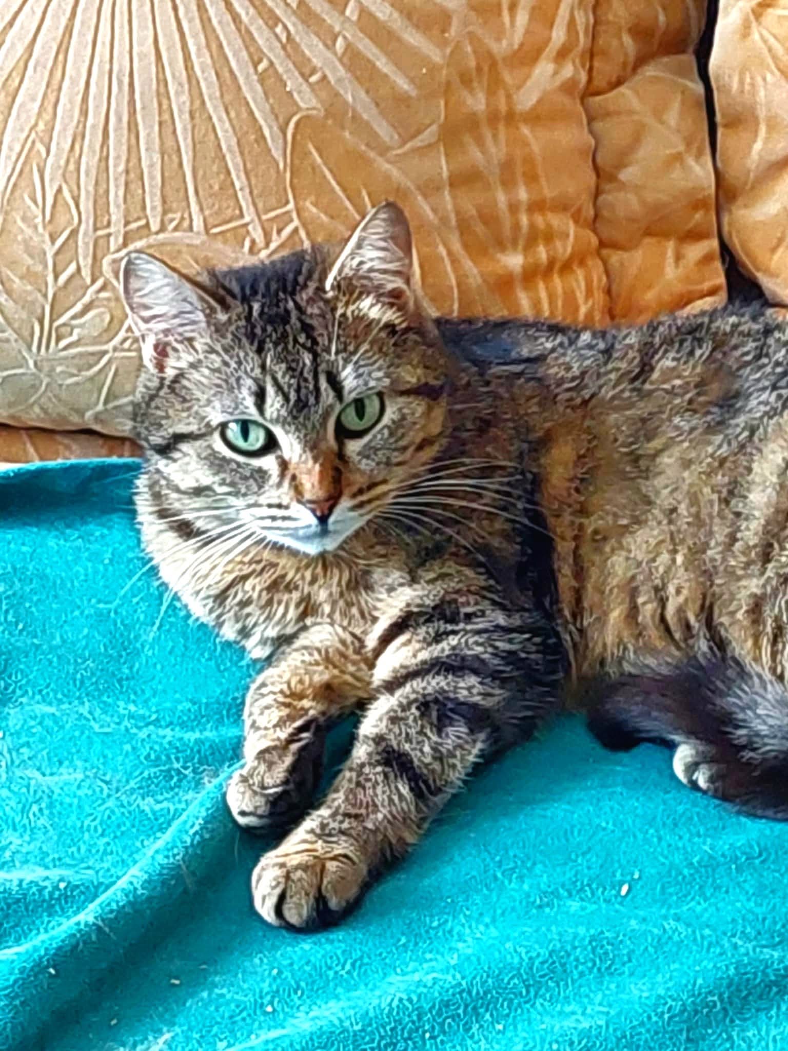 A gray tabby is laying on a teal blanket