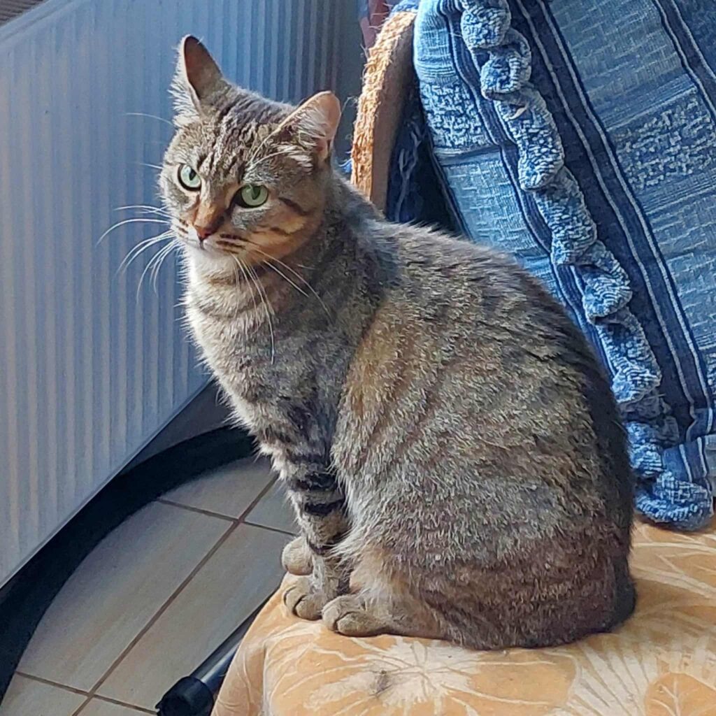 A gray tabby is sitting on an orange chair
